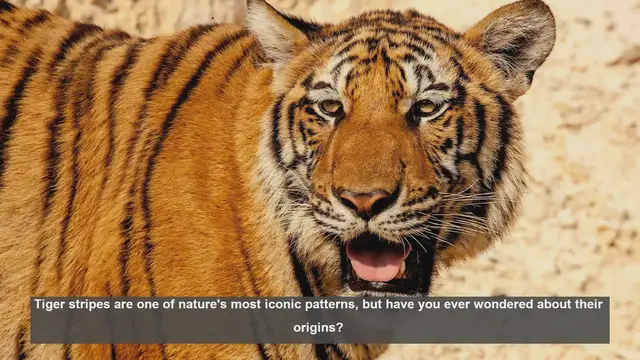 Video thumbnail for 10 Theories on the Origin of Tiger Stripes