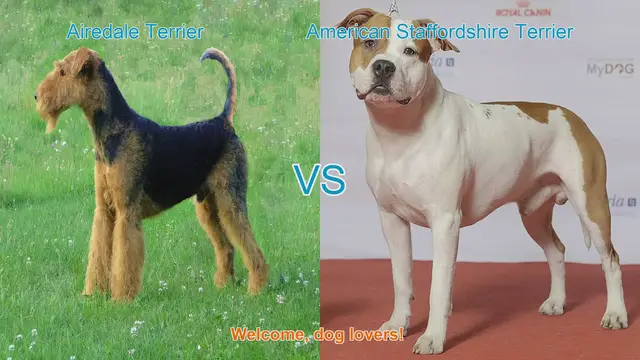 Video thumbnail for Airedale Terrier vs. American Staffordshire Terrier: Breed Comparison Guide