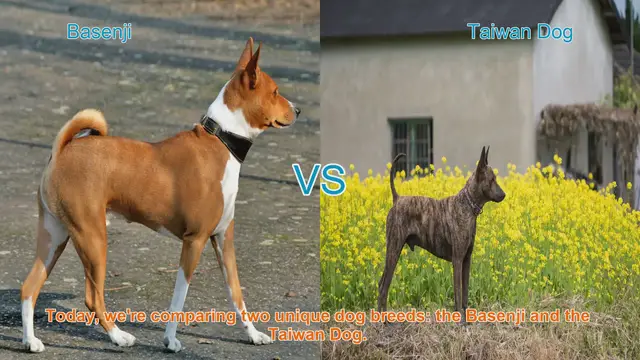 Video thumbnail for Basenji vs. Taiwan Dog: A Comparative Guide