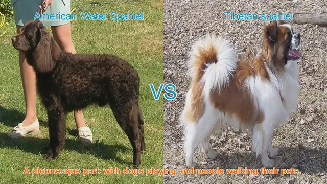 Video thumbnail for American Water Spaniel vs. Tibetan Spaniel: A Breed Comparison