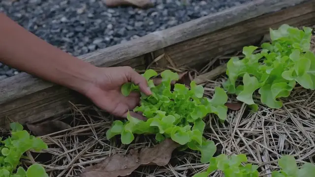 Video thumbnail for Edging garden