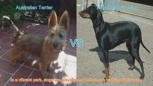 Video thumbnail for Australian Terrier vs. Manchester Terrier: A Comparison of Two Spirited Breeds