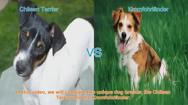 Video thumbnail for Comparing Chilean Terrier and Kromfohrländer: A Guide to Choosing the Right Dog Breed