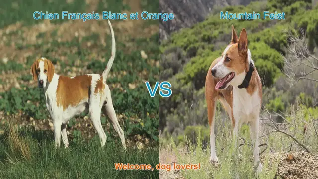 Video thumbnail for Dog Breed Showdown: Chien Français Blanc et Orange vs. Mountain Feist