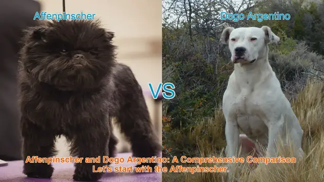 Video thumbnail for Affenpinscher vs. Dogo Argentino: Breed Comparison Guide