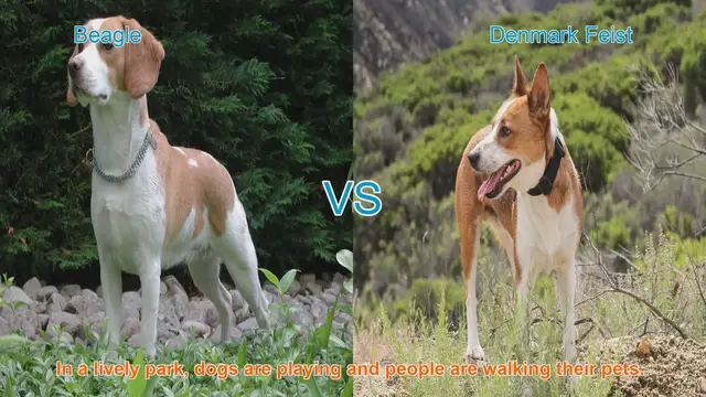 Video thumbnail for Beagle vs. Denmark Feist: A Comparison of Two Playful Dog Breeds