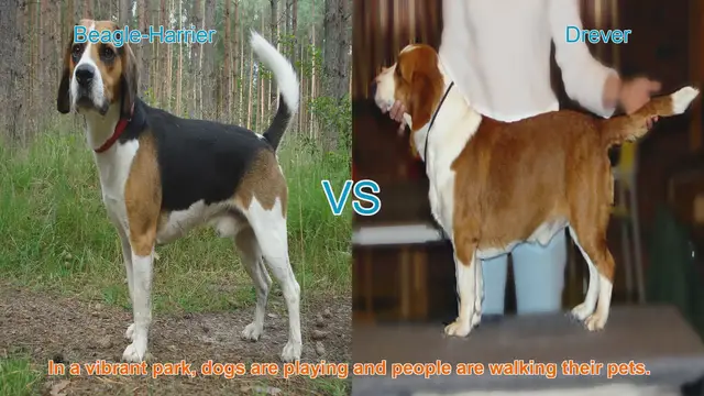 Video thumbnail for Beagle-Harrier vs. Drever: A Comparison of Two Hunting Dog Breeds