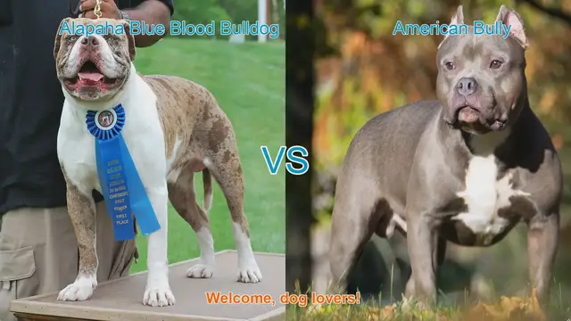 Video thumbnail for Alapaha Blue Blood Bulldog vs. American Bully: A Breed Comparison