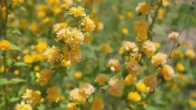Video thumbnail for Visiting Botanical Gardens In Different Seasons