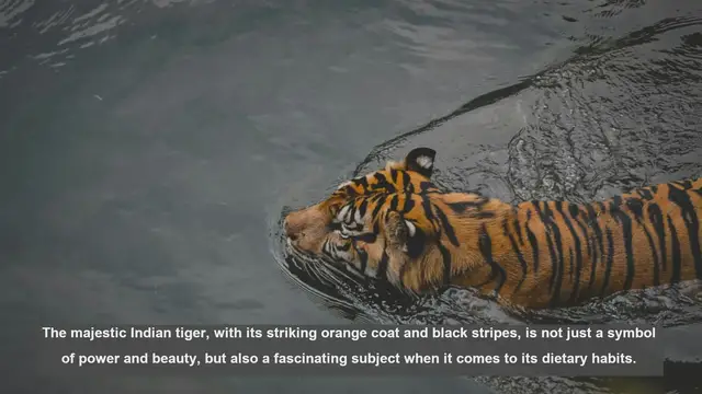 Video thumbnail for 10 Surprising Facts About Indian Tiger Diets