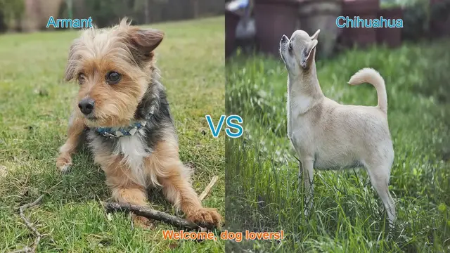 Video thumbnail for Armant vs. Chihuahua: A Comparison of Two Distinct Dog Breeds