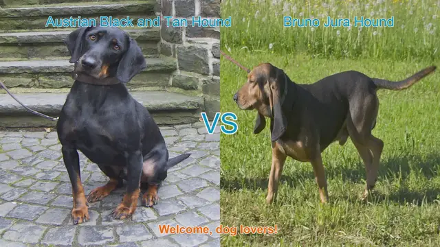 Video thumbnail for Austrian Black and Tan Hound vs. Bruno Jura Hound: A Comparison