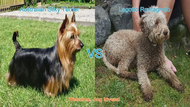 Video thumbnail for Australian Silky Terrier vs. Lagotto Romagnolo: A Breed Comparison