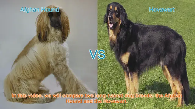 Video thumbnail for Comparing Afghan Hound and Hovawart: Appearance, Temperament, Exercise, and Health