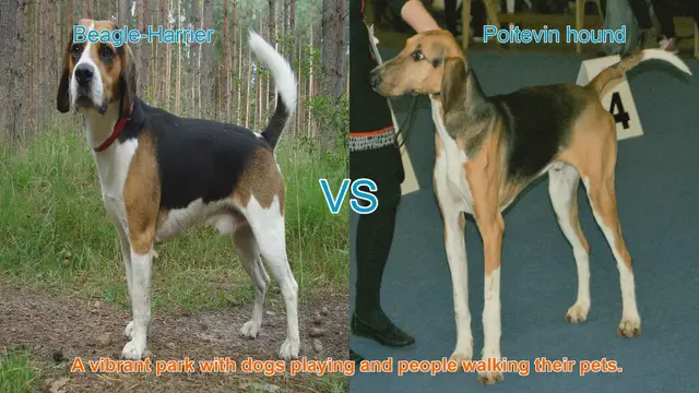 Video thumbnail for Dog Breed Comparison: Beagle-Harrier vs. Poitevin Hound