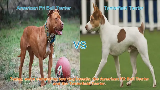 Video thumbnail for American Pit Bull Terrier vs. Tenterfield Terrier: A Comprehensive Comparison