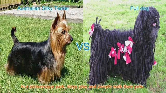 Video thumbnail for Meet the Australian Silky Terrier and Puli Dog: Unique Coats, Unique Personalities