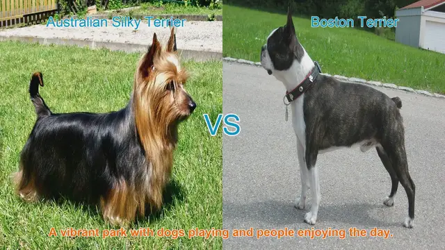 Video thumbnail for Australian Silky Terrier vs. Boston Terrier: A Comprehensive Breed Comparison