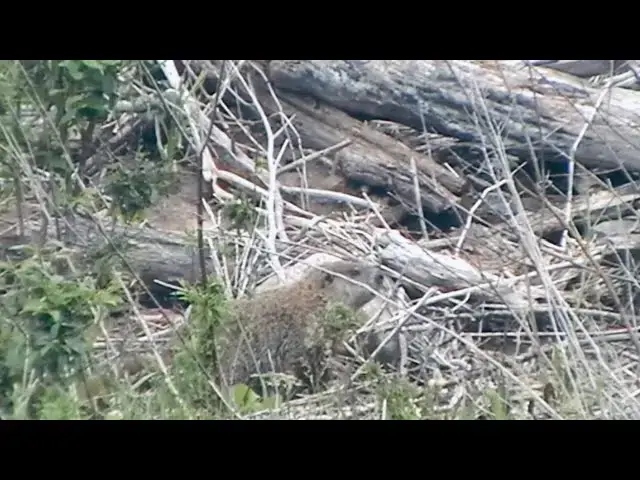'Video thumbnail for 22-250 vs Woodchuck'