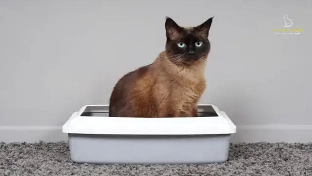 Video thumbnail for A Guide to Ragdoll Cat Litter Training: Tips for Success