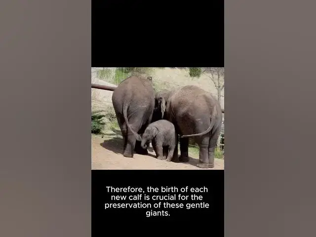 Video thumbnail for First Baby African Elephant Born At Disney's Animal Kingdom In 7 Years, Park Says - Wtae P