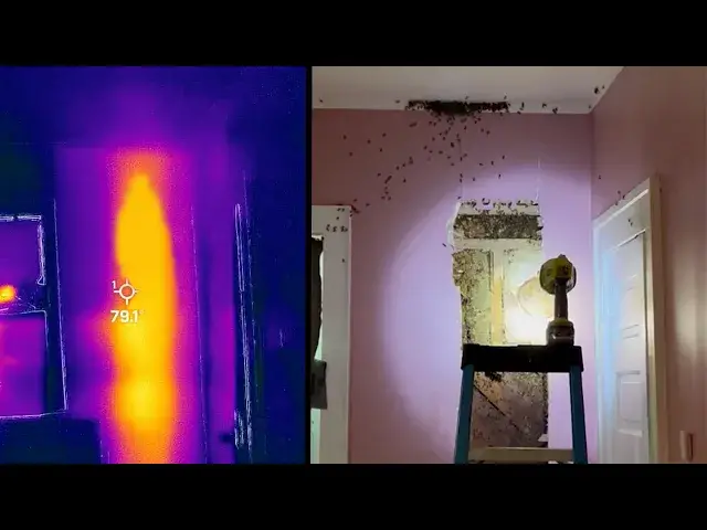 Video thumbnail for How Did 50,000 Bees Get In My Wall?