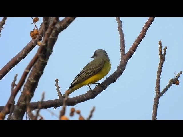 Video thumbnail for King of the Tropics