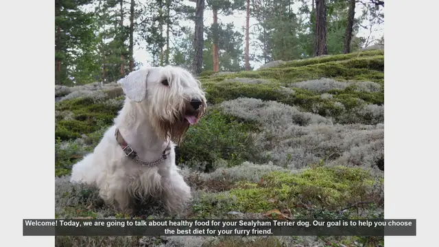 Video thumbnail for Healthy Diet Tips for Your Sealyham Terrier