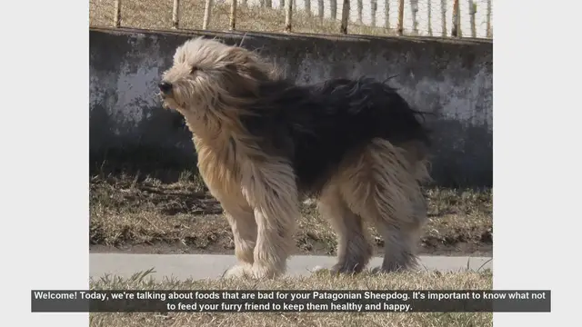 Video thumbnail for Foods to Avoid for Your Patagonian Sheepdog