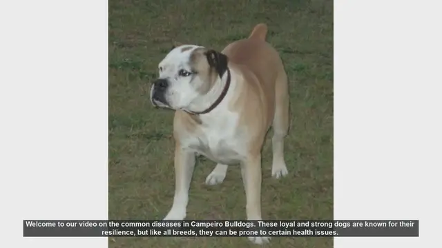 Video thumbnail for Common Health Issues in Campeiro Bulldogs: Prevention and Care Tips