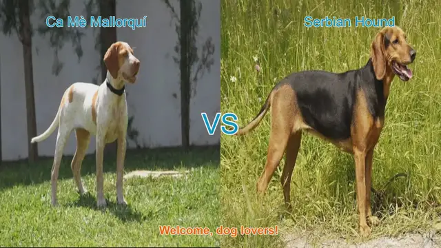 Video thumbnail for Comparing Ca Mè Mallorquí and Serbian Hound: A Guide for Dog Lovers