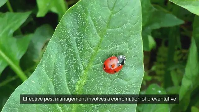 Video thumbnail for Reduce Garden Pest Buildup