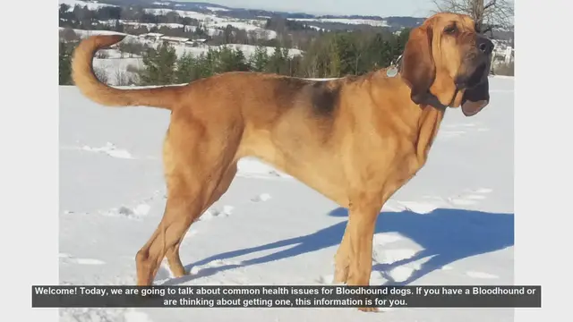 Video thumbnail for Common Health Issues in Bloodhound Dogs: What You Need to Know