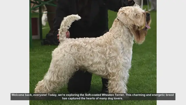 Video thumbnail for Soft-coated Wheaten Terrier: Pros and Cons of This Energetic Breed