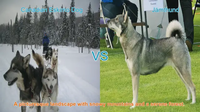 Video thumbnail for Comparing Canadian Eskimo Dogs and Jämthunds: A Comprehensive Guide