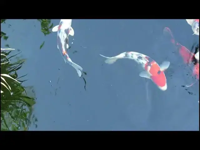 Video thumbnail for Protect Your Koi Pond from Winter Ice: Essential Tips for Fish Safety