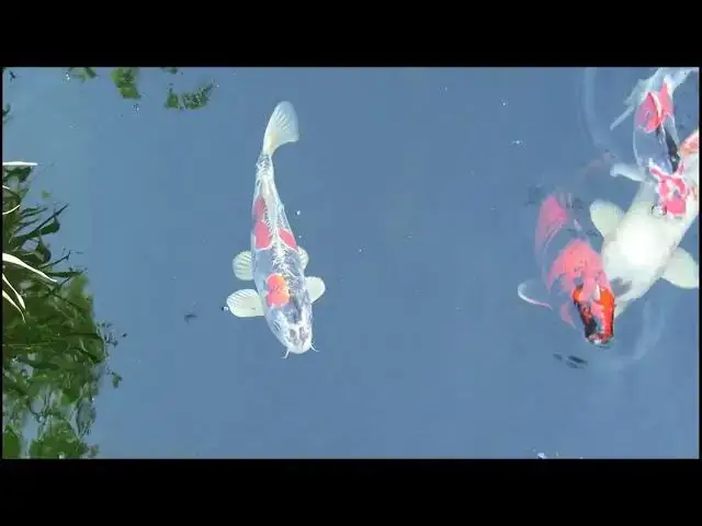 Video thumbnail for The Role of Enzymes in Koi Fish Breeding