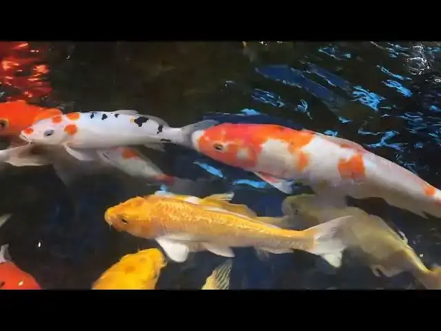 Video thumbnail for Koi Fish Health: Spotting and Treating Anchor Worms