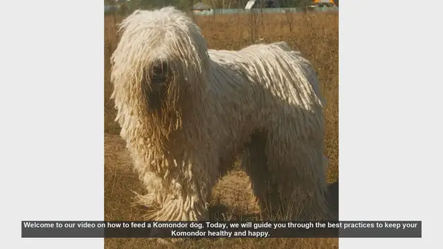 Video thumbnail for How to Feed a Komondor Dog: Essential Tips for a Healthy Diet