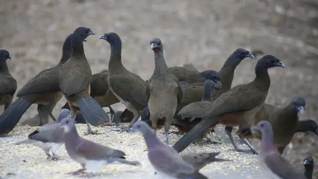 Video thumbnail for Grafton Caledonia Wildlife Sanctuary | Tobago