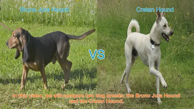 Video thumbnail for Comparing Bruno Jura Hound and Cretan Hound: A Comprehensive Guide