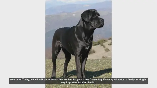 Video thumbnail for Foods to Avoid Feeding Your Cane Corso