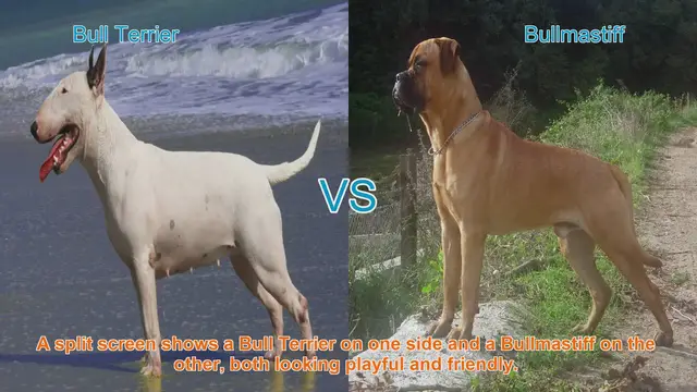 Video thumbnail for Bull Terrier vs. Bullmastiff: A Detailed Breed Comparison