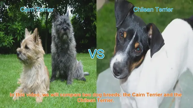 Video thumbnail for Cairn Terrier vs. Chilean Terrier: A Comprehensive Comparison
