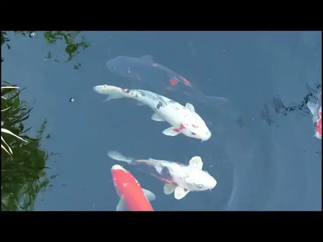 Video thumbnail for Koi Fish Gill Health: Spotting and Solving Problems