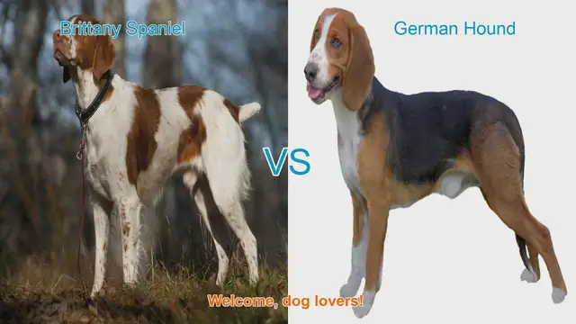 Video thumbnail for Brittany Spaniel vs. German Hound: A Comparison of Two Popular Dog Breeds