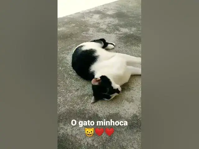 Video thumbnail for Barry o gato minhoca. #minhoca #cats #catlover #love #shorts #imbituba