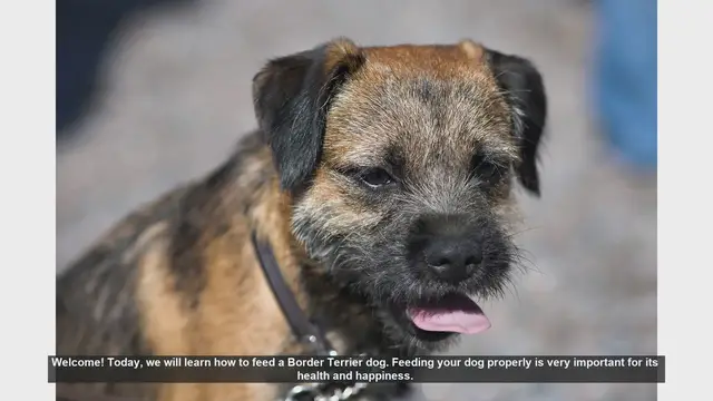 Video thumbnail for How to Properly Feed Your Border Terrier: Essential Tips