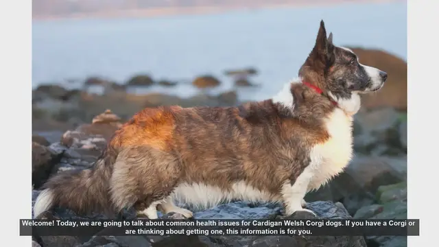 Video thumbnail for Common Health Issues in Cardigan Welsh Corgis: What You Need to Know