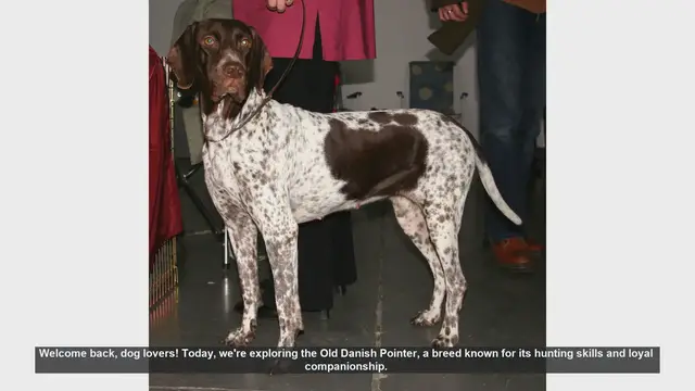 Video thumbnail for Old Danish Pointer: Pros and Cons of This Loyal Hunting Companion